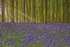 Bluebell Wood 3