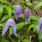 Alpine Clematis (Clematis alpina)
