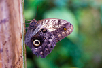 Giant Owl Butterfly - 4081