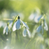 2nd February Snowdrops