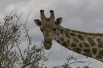 Giraffe