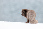 Male Arctic Fox looks aside, Hornstrandir, Iceland