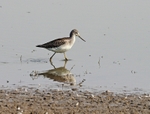 Greenshank