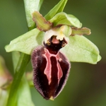 Ophrys arachnitiformis (also O. exaltata subsp arachnitiformis)