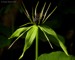 Herb Paris