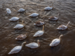 Fourteen Swans