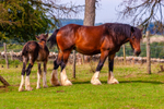 Shire Horse 0041