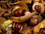 Horse Chestnuts #1