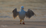 Gull Sunrise Dance 8
