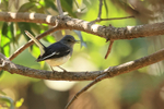 Oriental Magpie-Robin ...