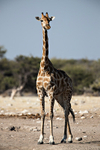 Giraffe (Angolan)