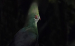 Green Turaco