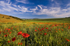 z1996 Summer Poppies, Arreton