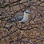 Great Spotted Cuckoo