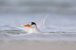 Royal Tern bathing in sea, Fort De Soto Park, Florida