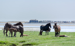Ponies and foals at Stanpit Marsh - 2