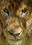 Big Cats-2