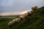Sheep taking shelter _S117
