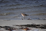 Bar-tailed Godwit