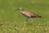 Whimbrel walking in grass on Islay