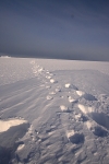 Polarbear tracks 2991