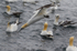 Gannet Diving 3