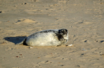Atlantic Grey Seal