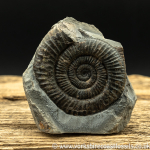 Sold amm1456Dactylioce...