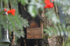 Red Squirrel