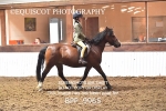 BPP_9965