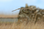 Short-eared Owl glides low, Hawling, Gloucestershire