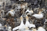 Gannets_0004