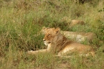 African Lioness (Timbavati, South Africa)