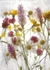 Wildflowers