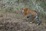 Tiger cub climbing grassy bank, Bandhavgarh Reserve, India