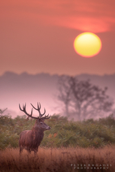 Red Deer