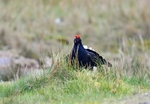 Game birds portfolio