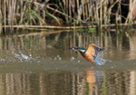 Kingfisher bursts from the surface of the water with a fish at Otmoor