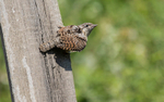 Wryneck