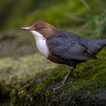 Dipper