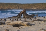 Elephant Seals fighting