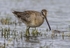 Long Billed Dowitcher
