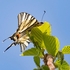 Scarce Swallowtail (Iphiclides podalirius)