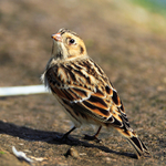 Back view of Lapland Bunting