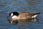 Canada Goose