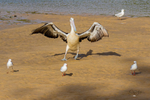 Single pelican taking off. 0A3A6347