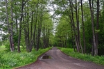 Białowieża, Poland