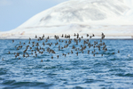 Large flock of Purple Sandpipers, Grundarfjörður, Iceland
