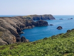 RSPB Ramsey Island, Pembrokeshire