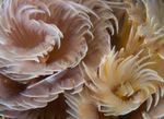 Bispira volutacornis